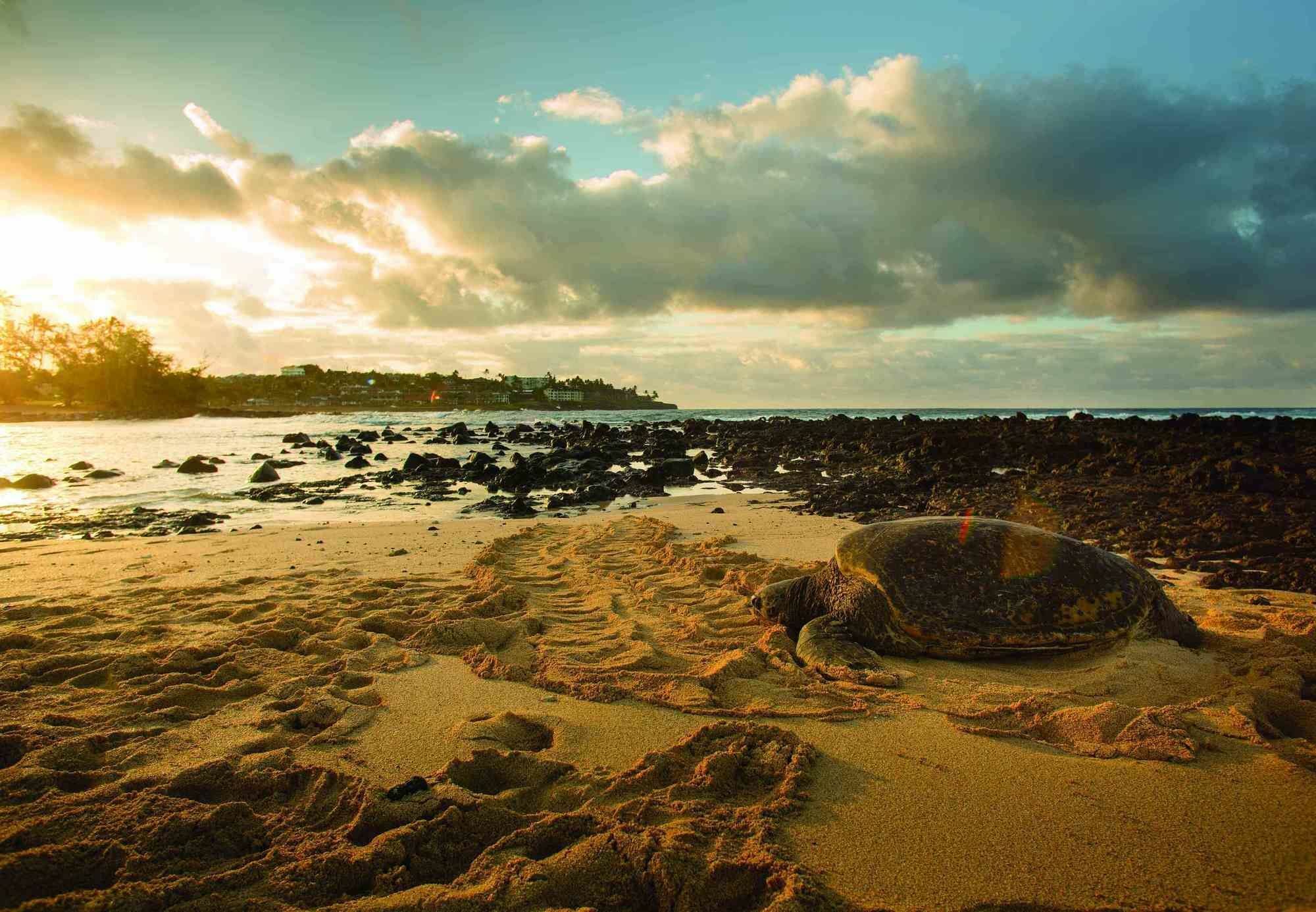 Marriott'S Waiohai Beach Club Koloa Kültér fotó